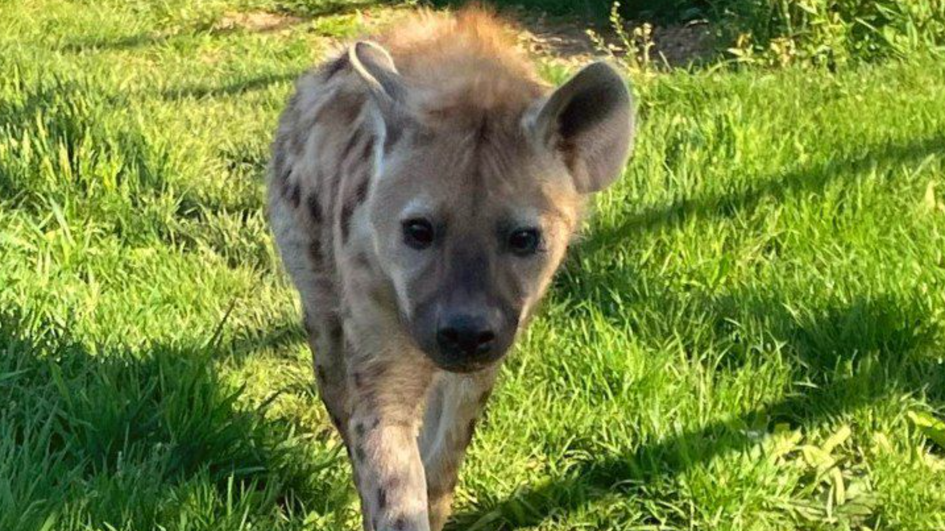 albino hyena