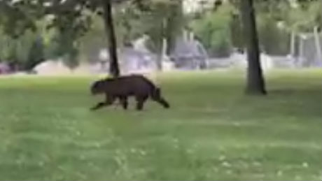 Huge 648-pound black bear bagged in western Wisconsin - Grand Forks Herald