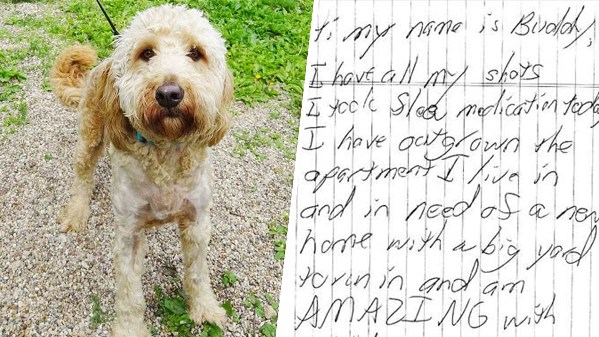 Heartbreaking note left with 'loved and cherished' abandoned dog