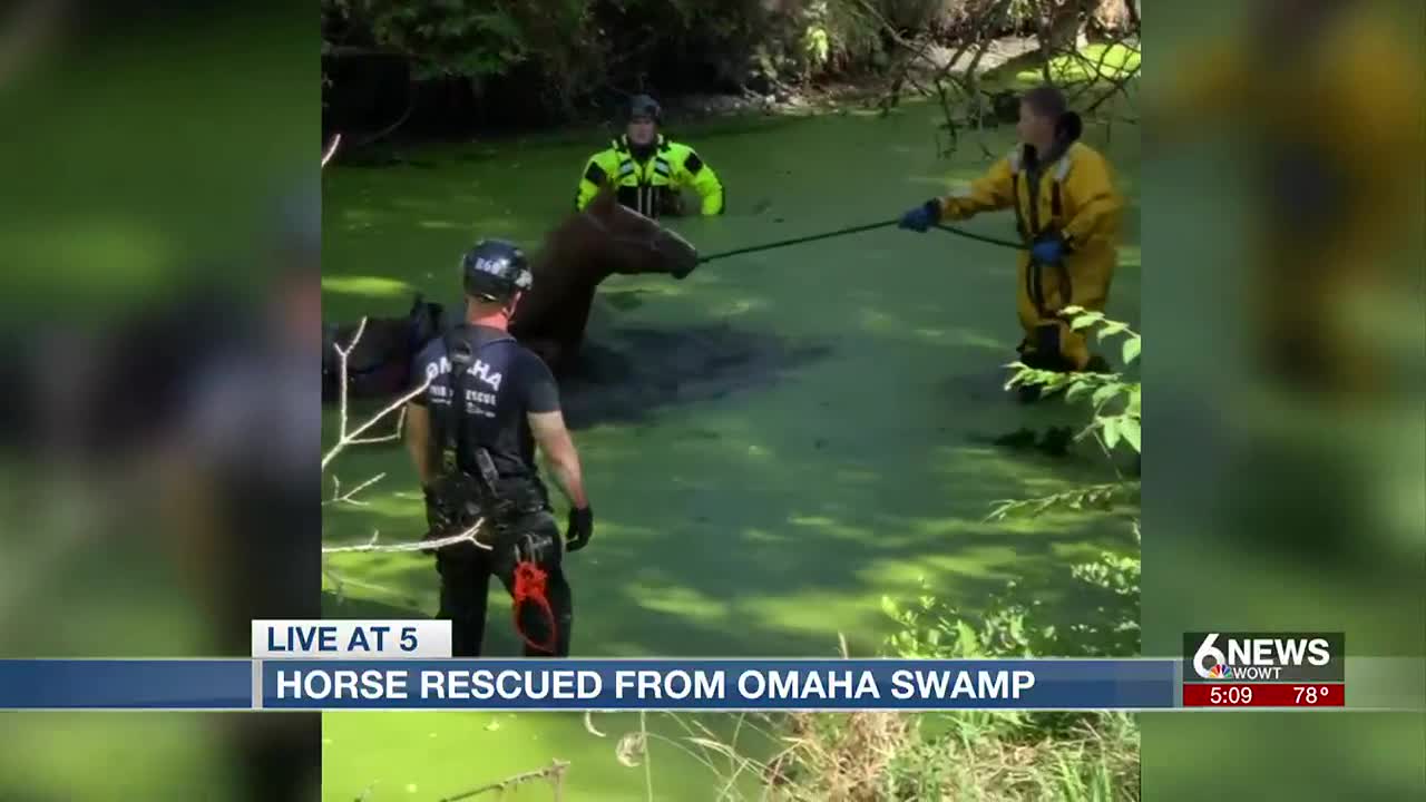 Horse rescued from Omaha swamp