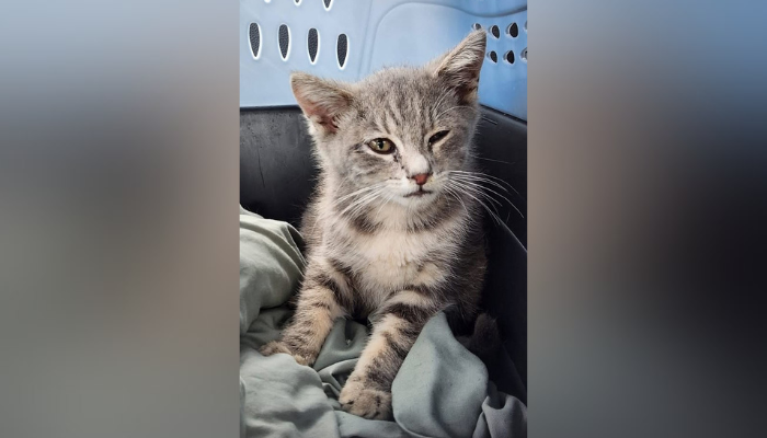 Stray cat survives 800-mile ride under University of Georgia