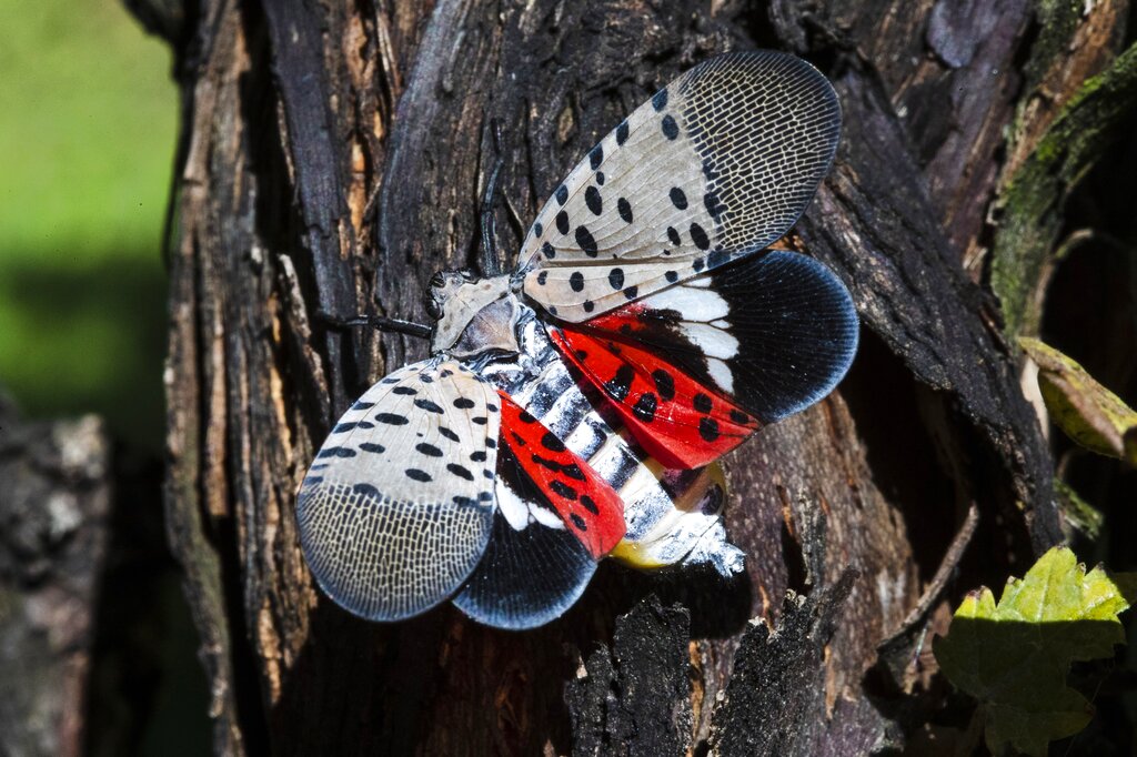 Invasive Spotted Lanternfly swarms downtown Toledo