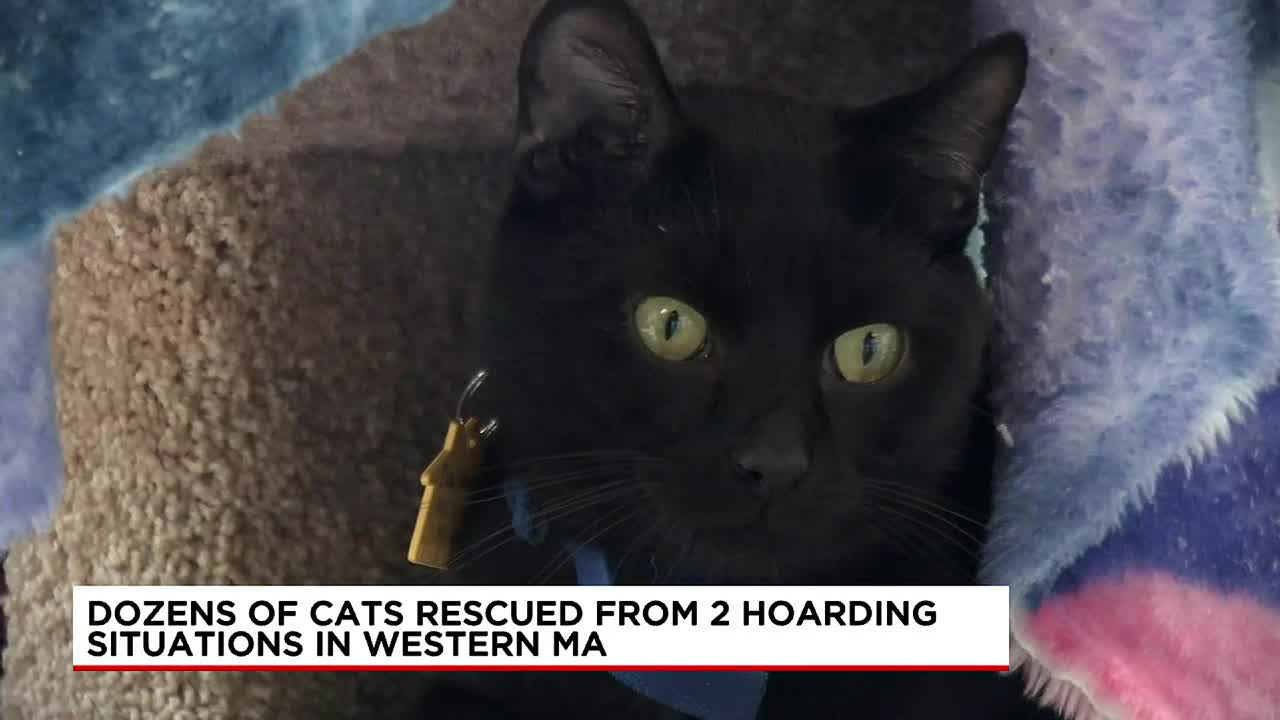 UPDATE: Cats Rescued From Hoarding Situation Progressing - Animal Rescue  League of Boston