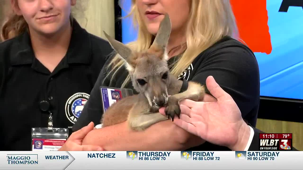 WATCH: Twix, a therapeutic kangaroo, hopped into WLBT's studios Thursday