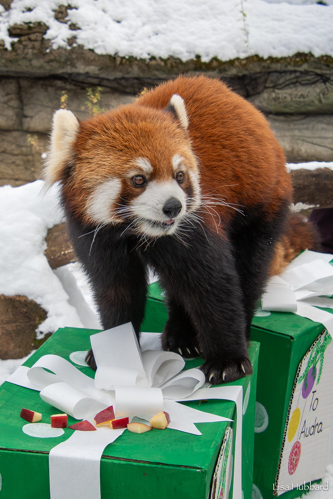 PHOTOS: Santa makes special delivery to Cincinnati Zoo animals