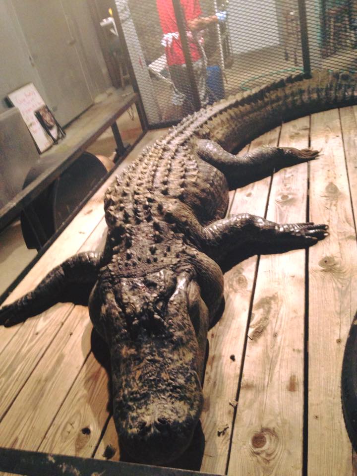 Lake Marion gator one of processor's biggest ever