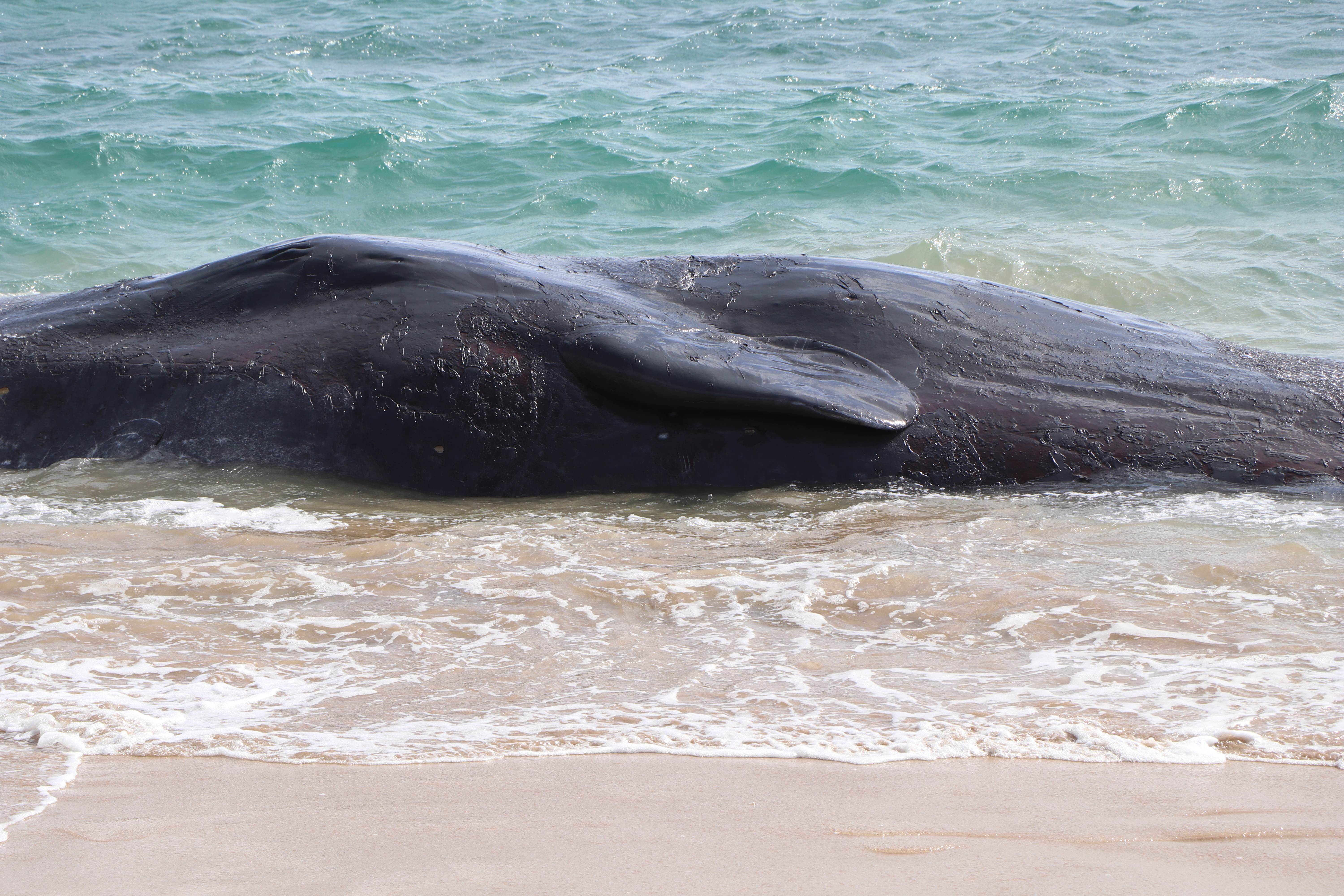 Beached Whales Found Dead On Hawaii Beach