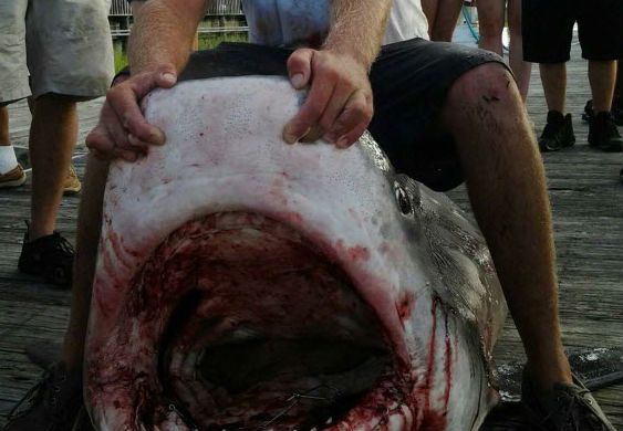 Man catches 10-foot Tiger Shark on Pawley's Island beachfront