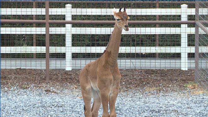 Kipekee, rare spotless giraffe at East Tennessee zoo, passes away