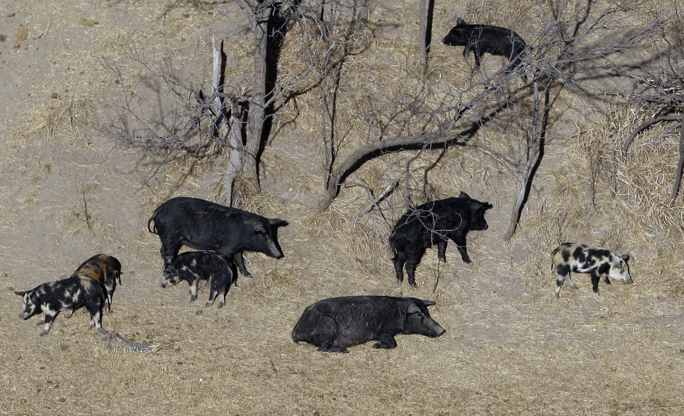 Can Anything Stop the Feral Hog Invasion?