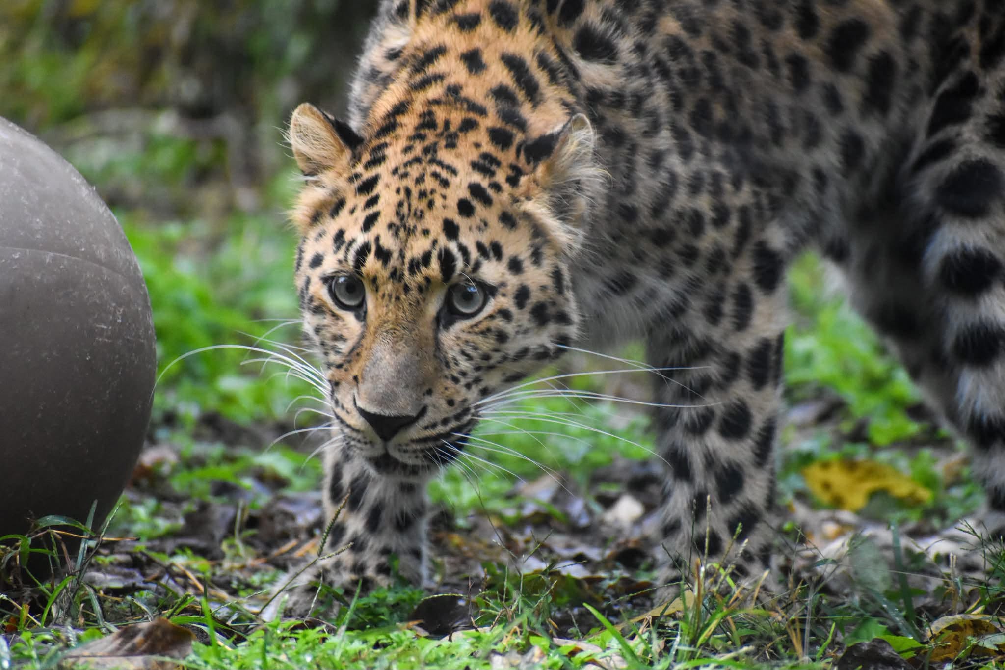 Visitors flock to see Greenville Zoo leopard after recent escape