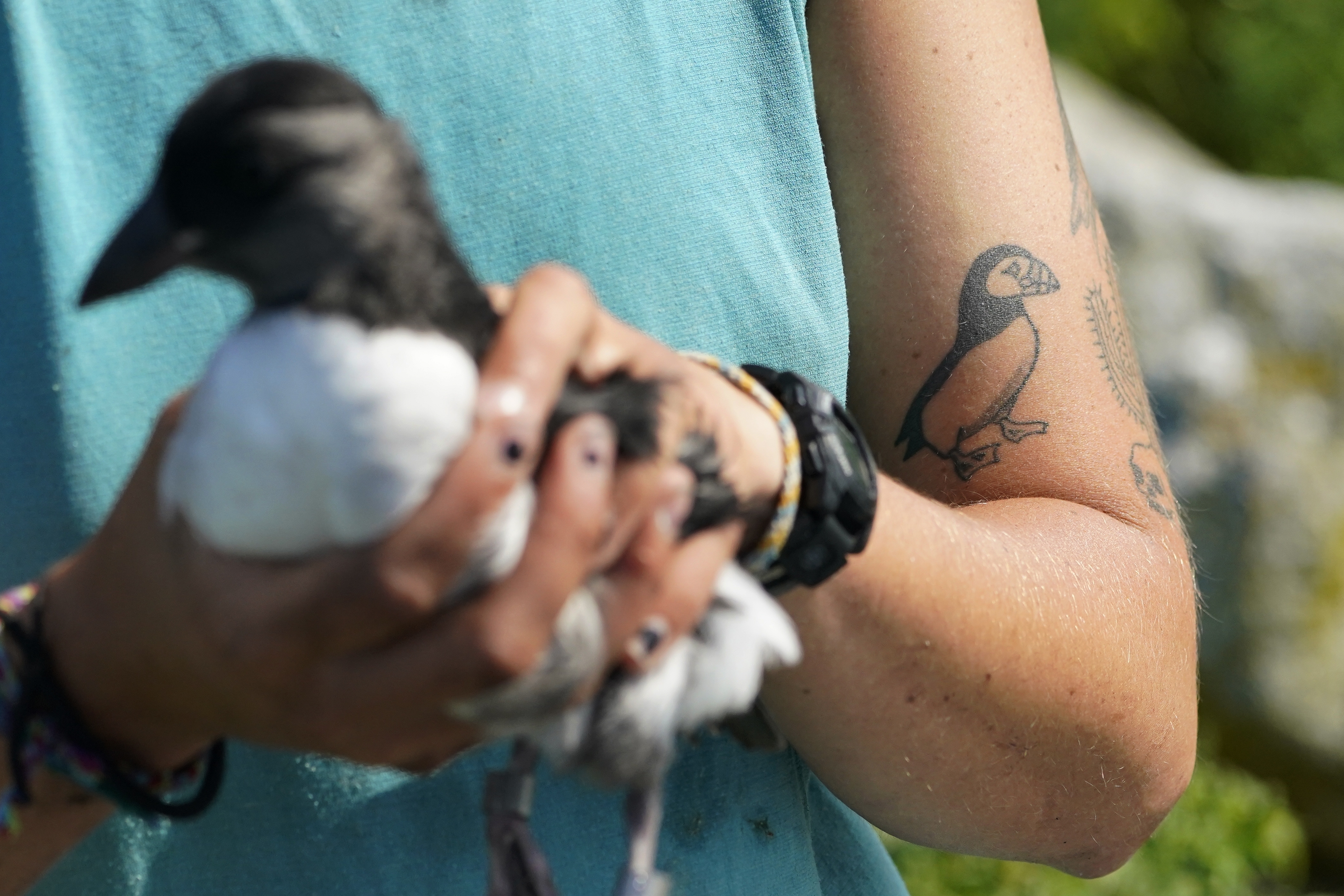 Puffin colonies in Maine see second straight rebound year