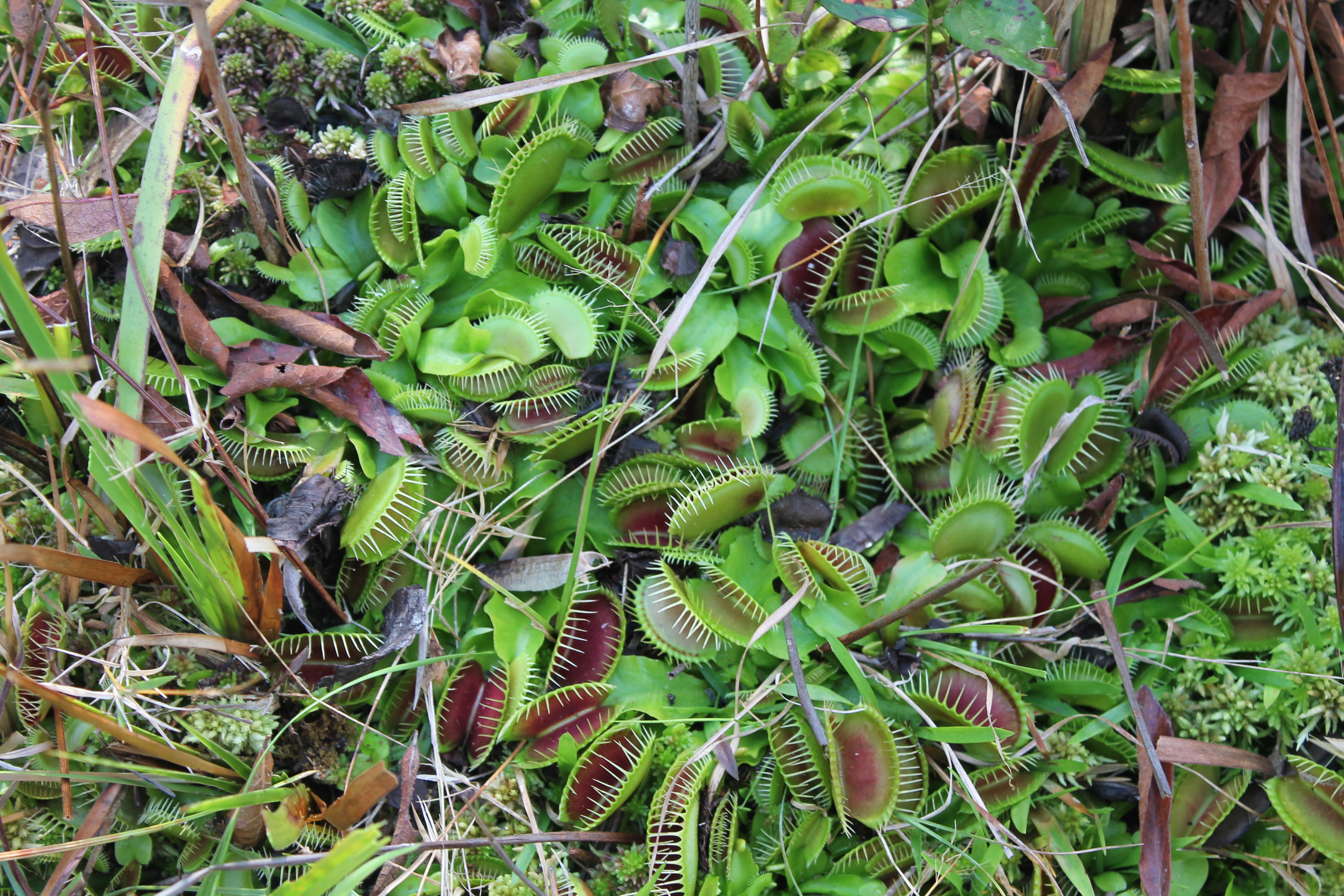 Venus fly trap could be SC's official carnivorous plant