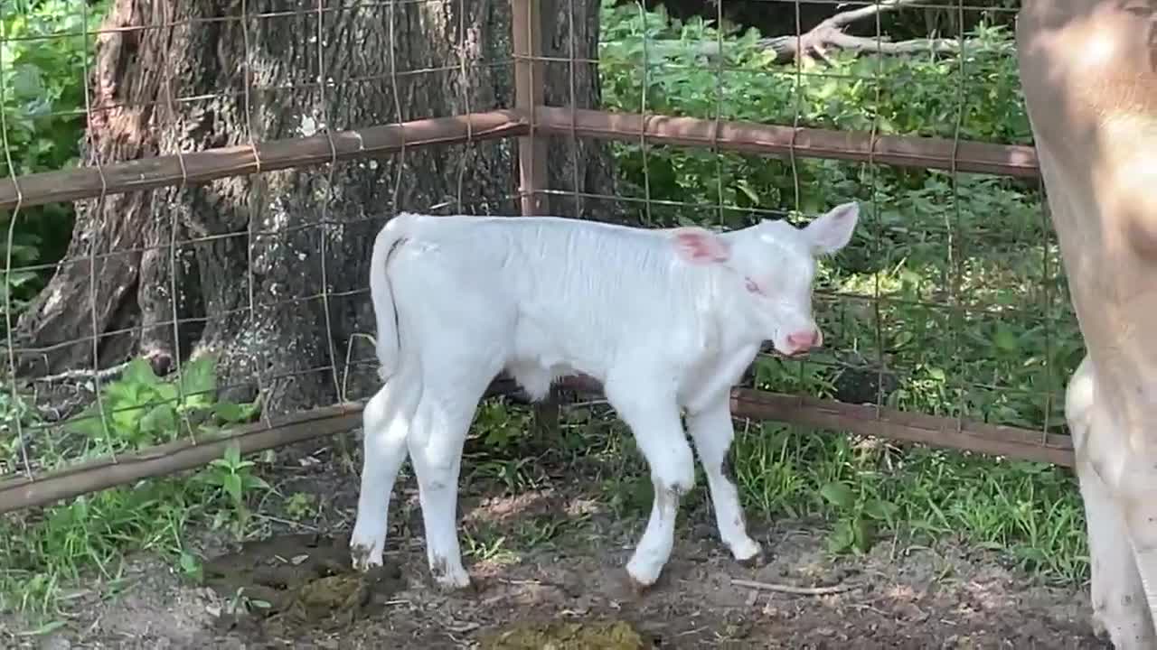 One-in-a-million albino calf born to Anderson County rancher