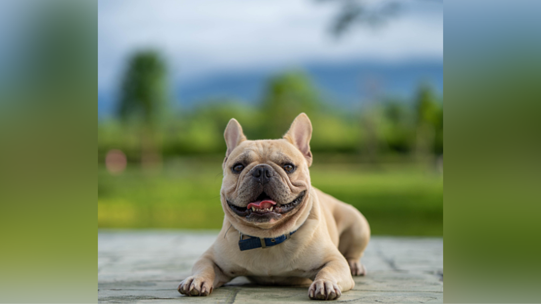 what is the difference between a bulldog and a french bulldog