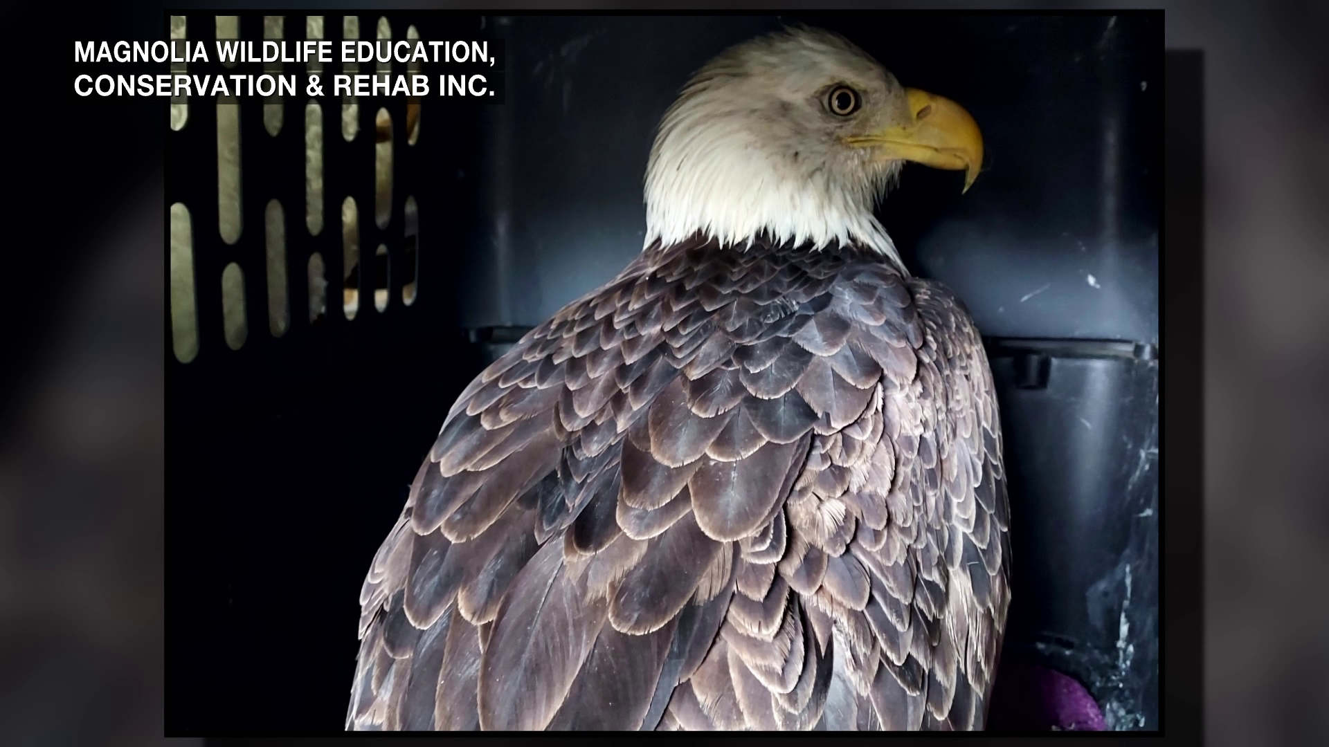 Efforts underway to rehab two injured bald eagles in the Mid-South