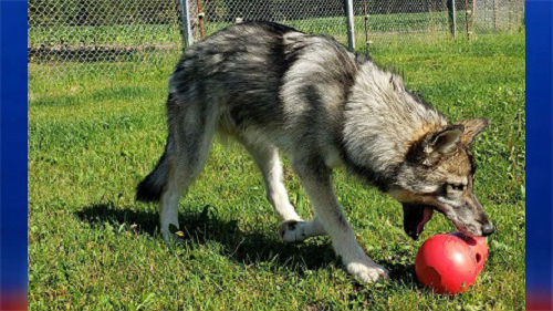 are czechoslovakian wolfdogs good for apartment units