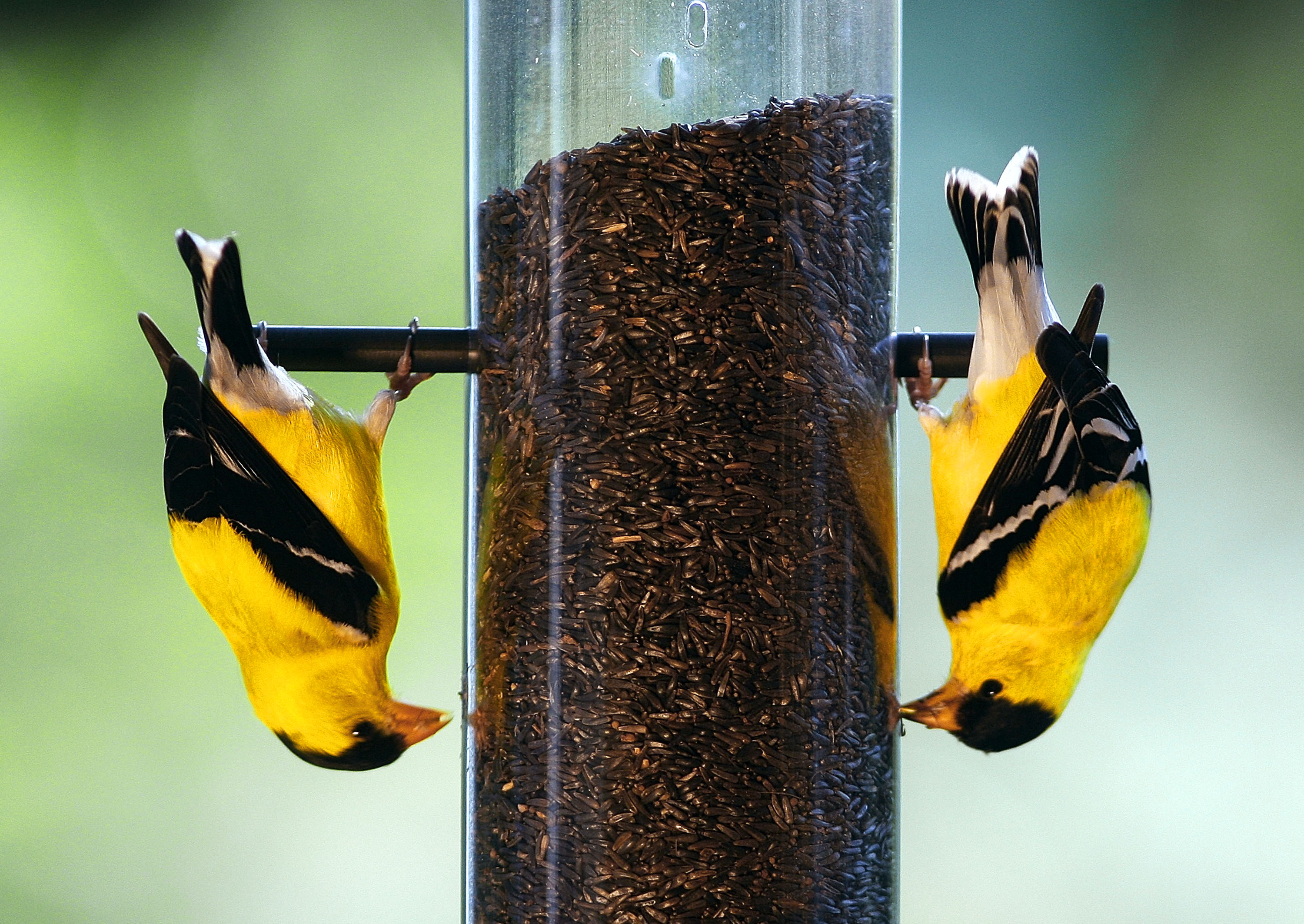 bird feed for goldfinches