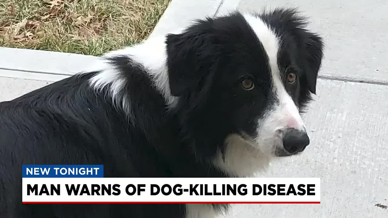 border collie is ill with infectious disease