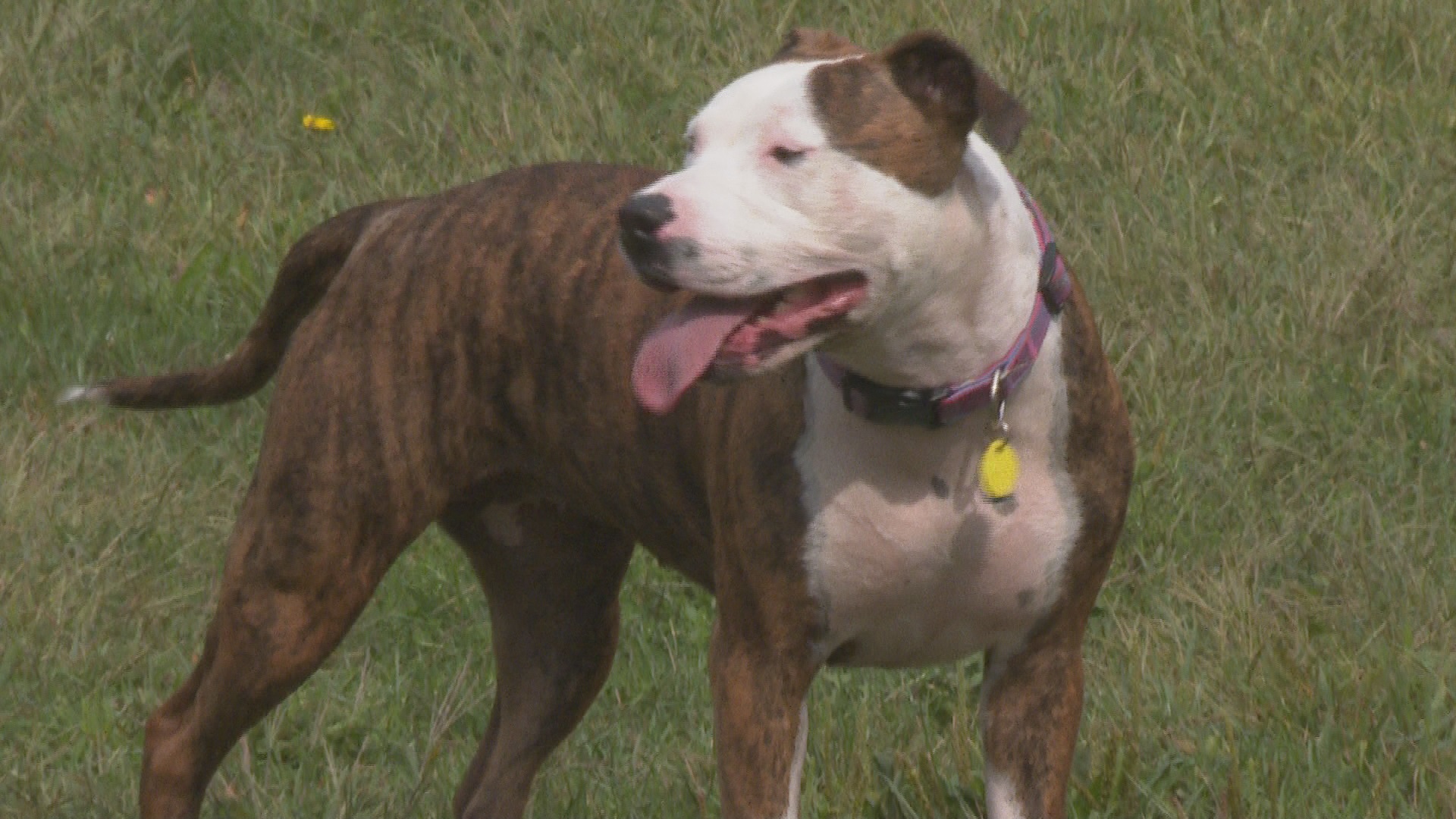 Can You Own A Pitbull In Michigan Pitbull Dog