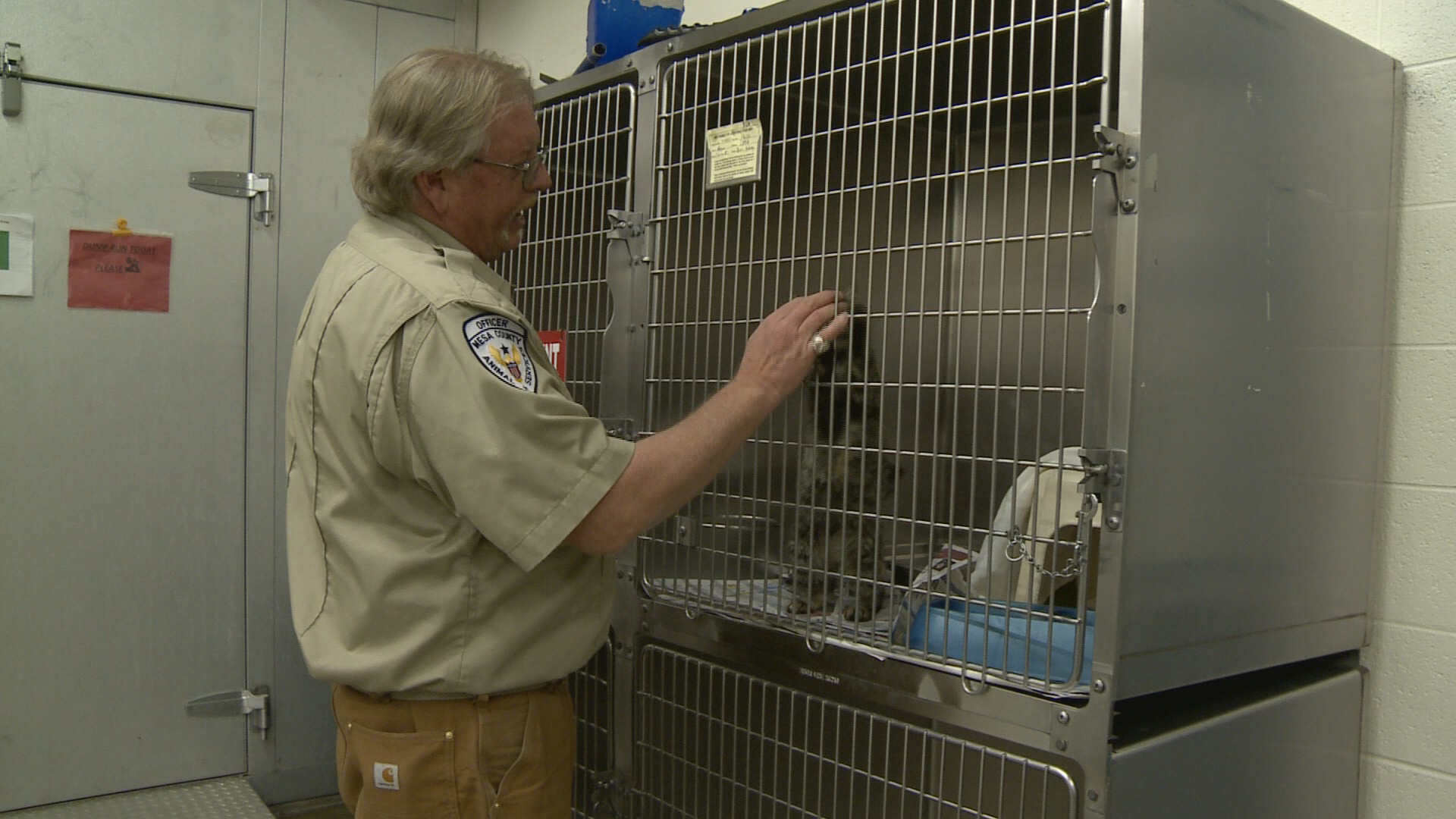 Mesa County Animal Services no longer accepting owned cats