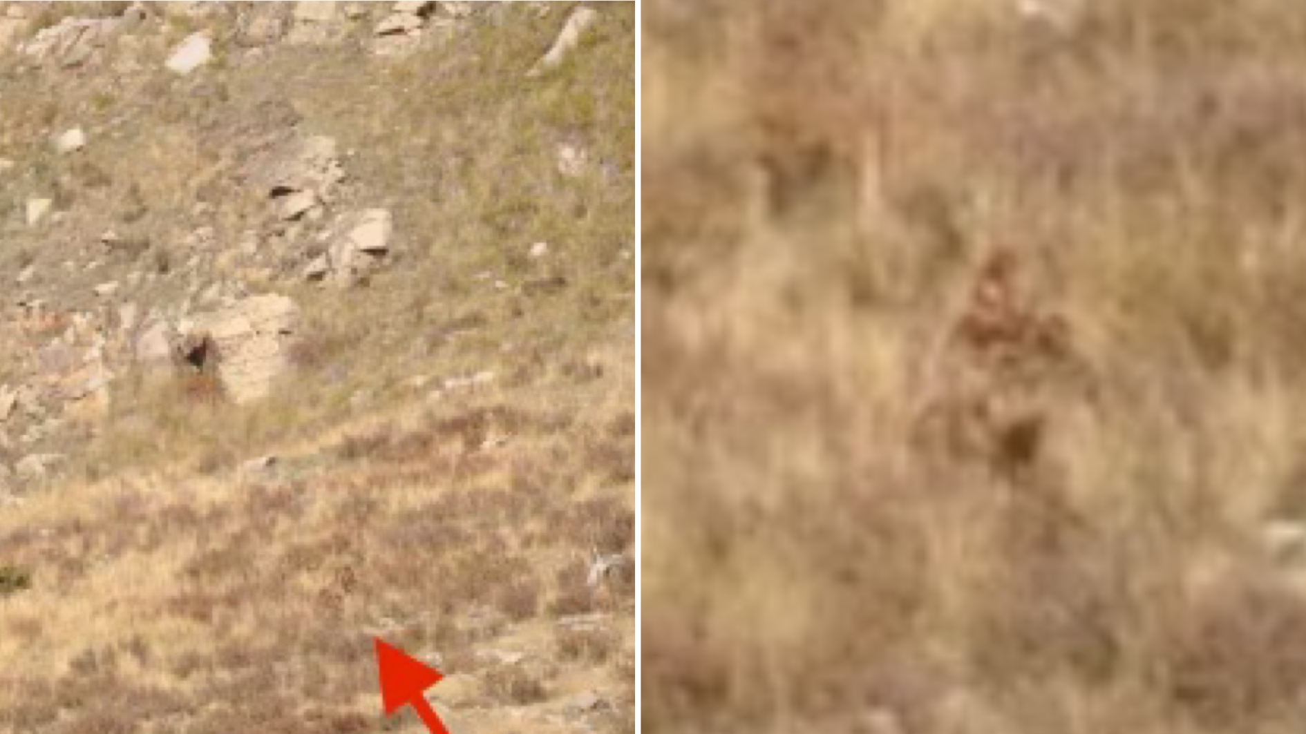 Bigfoot' caught on camera in Colorado mountains, couple claims