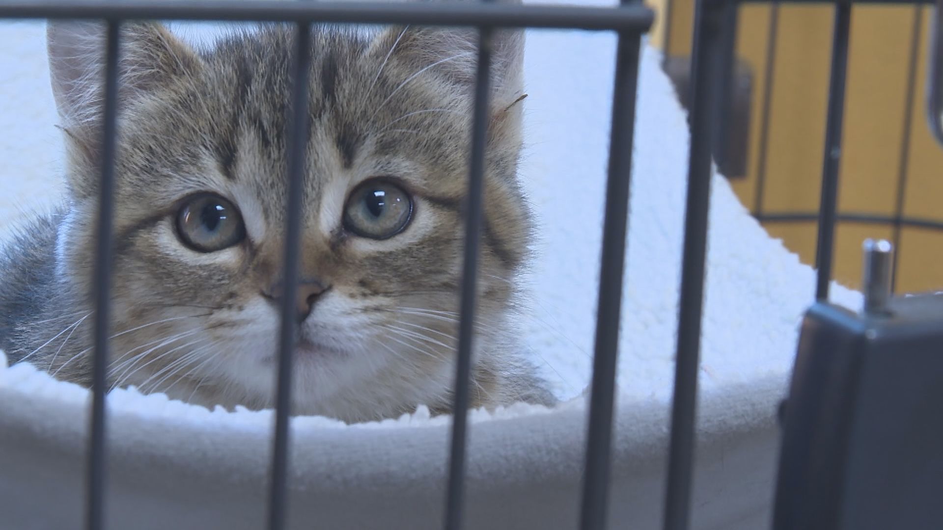 Too many kittens at Lincoln County Humane Society