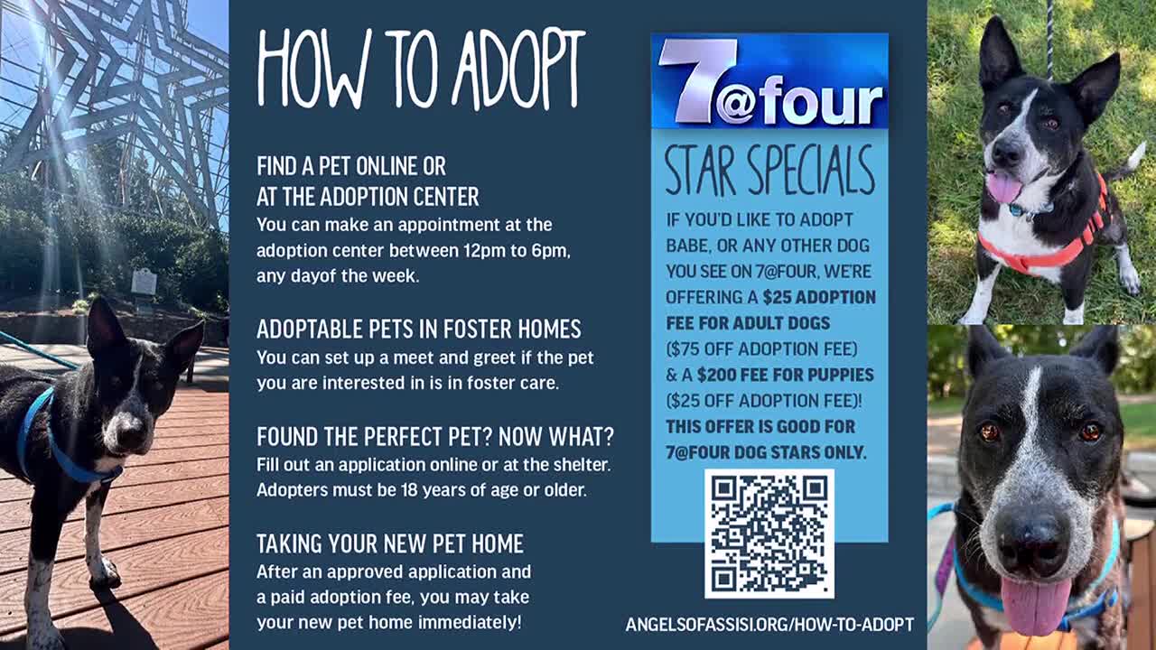Do You Have to Pay to Adopt a Dog? Find Out Now!