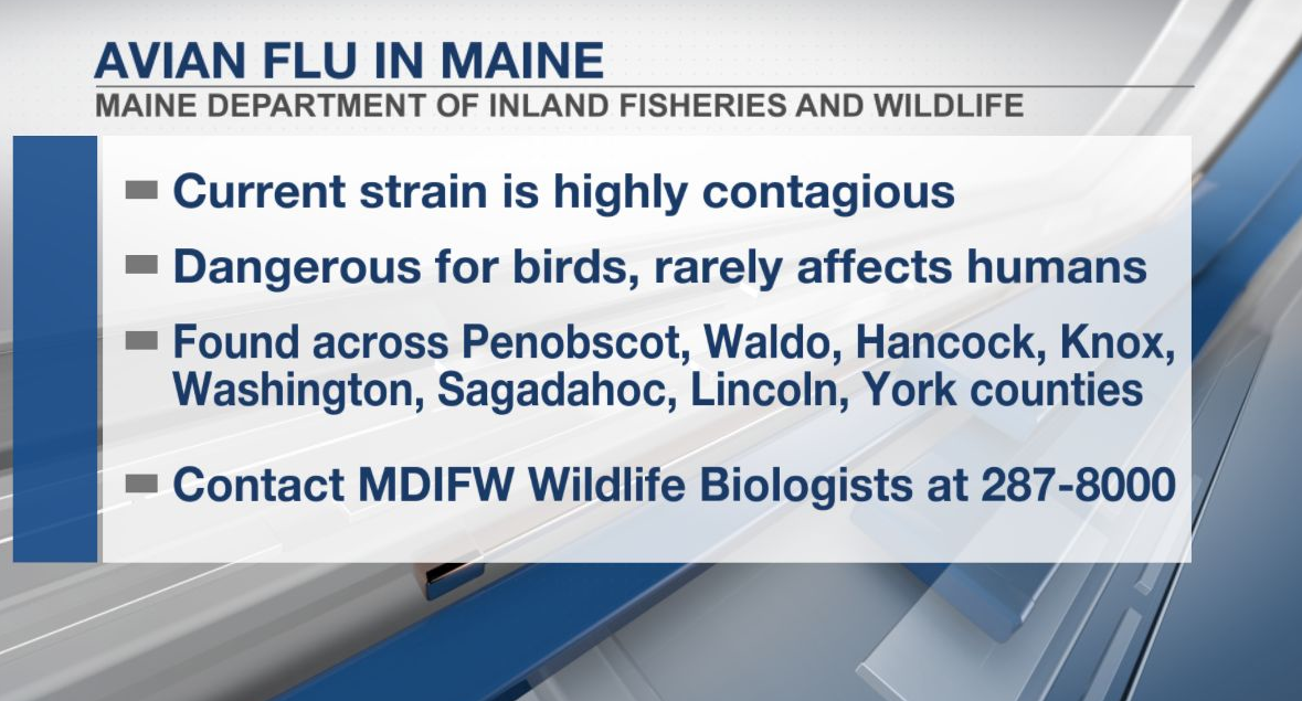 Highly contagious Avian Flu strain found in Kennebec County