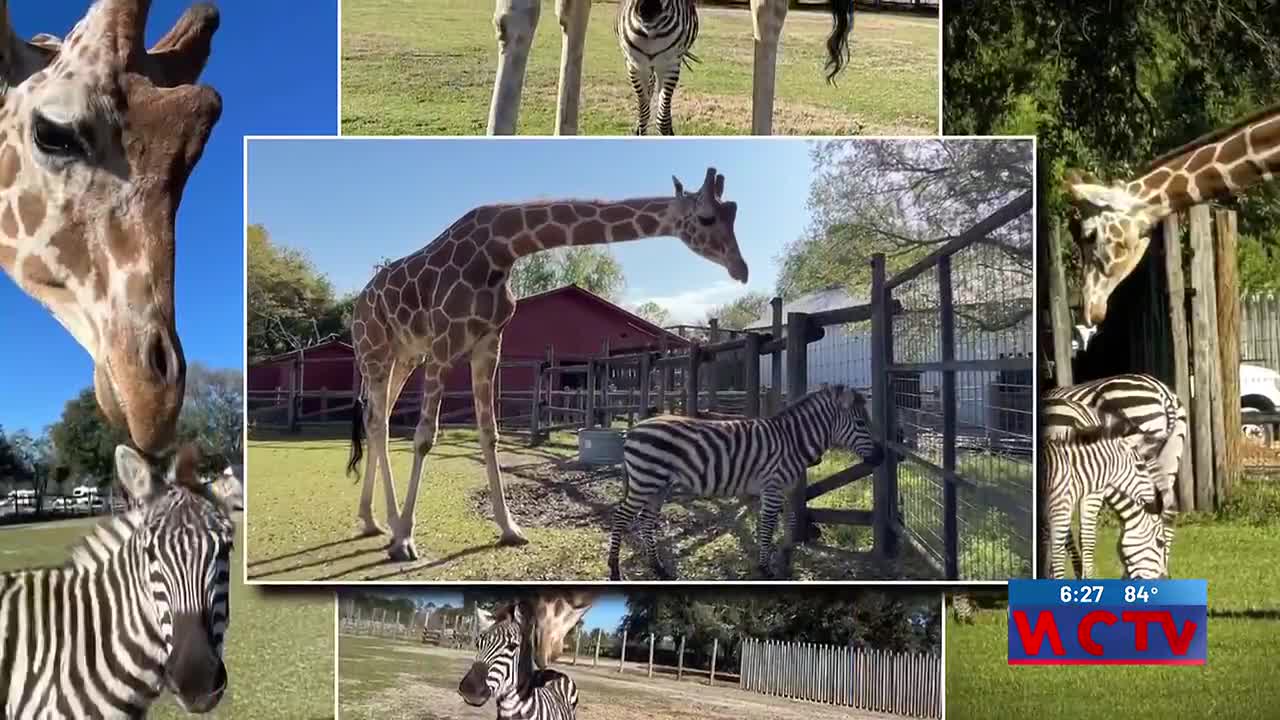 置物 GIRAFFE AND ZEBRA Something Good: Unlikely friendship between giraffe and zebra
