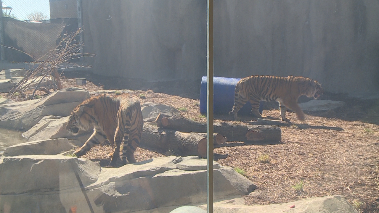 Sumatran tiger cub playing with her father, John van Beers