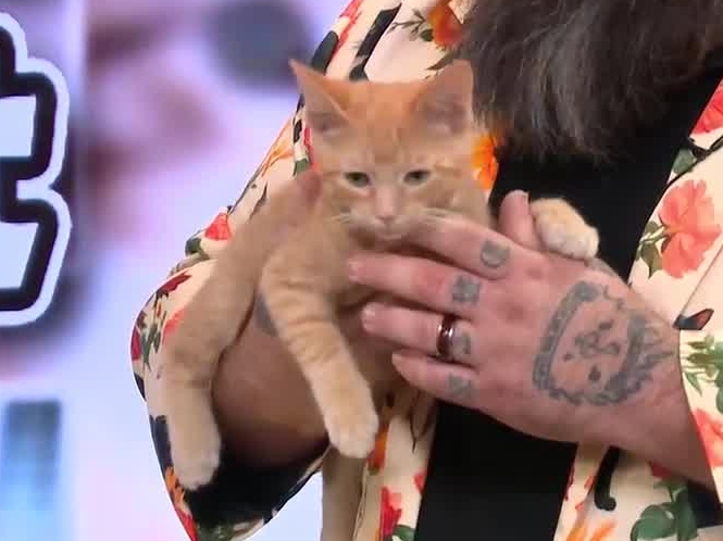 River Cities Humane Society for Cats joins Good Morning ArkLaMiss