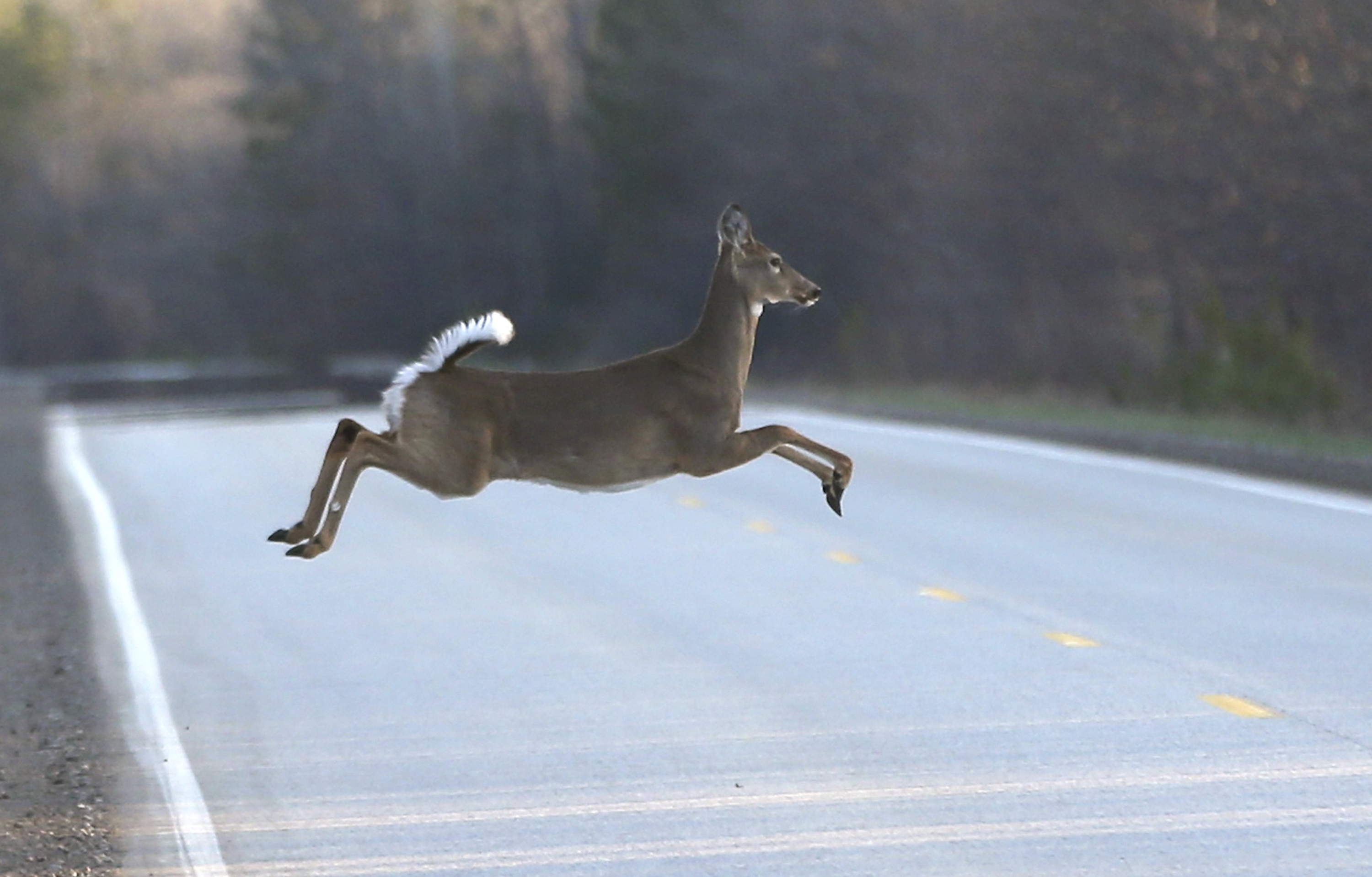 Hunters pass away from heart attacks while hauling heavy deer, officials say