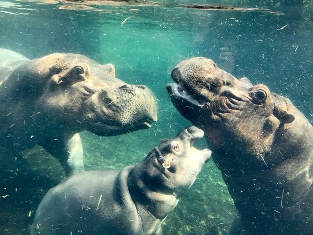 Professor Fiona? Famous baby hippo an educational force