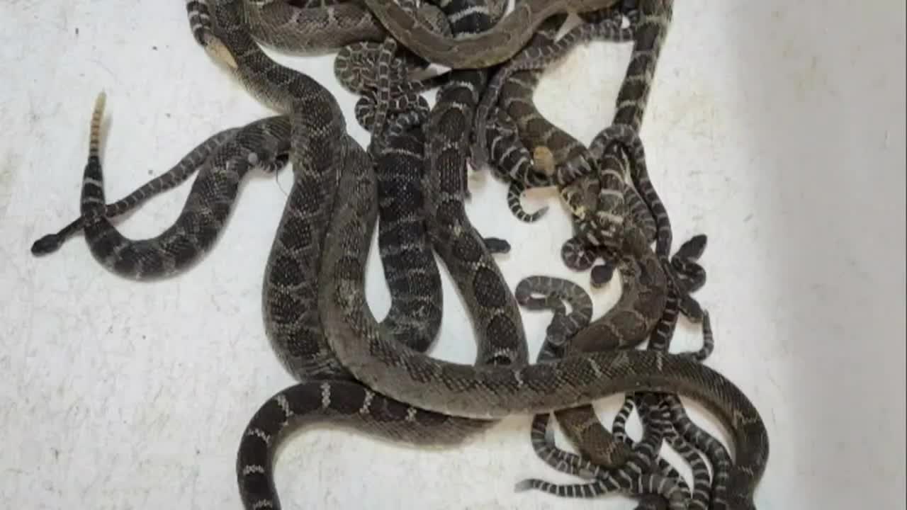 Rattlesnake Baby