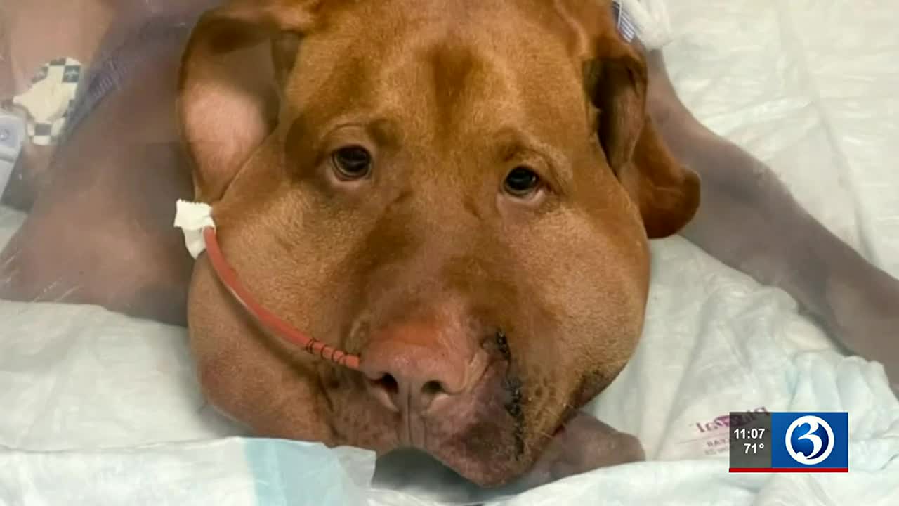 Glastonbury man speaks out after dogs attacked by rattlesnake