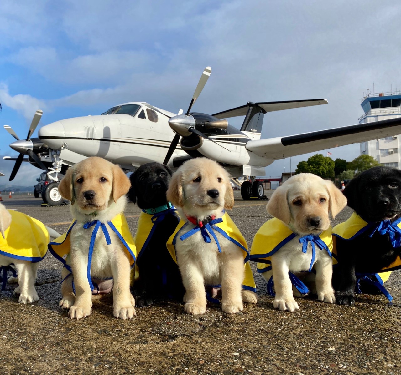 can a service dog have puppies