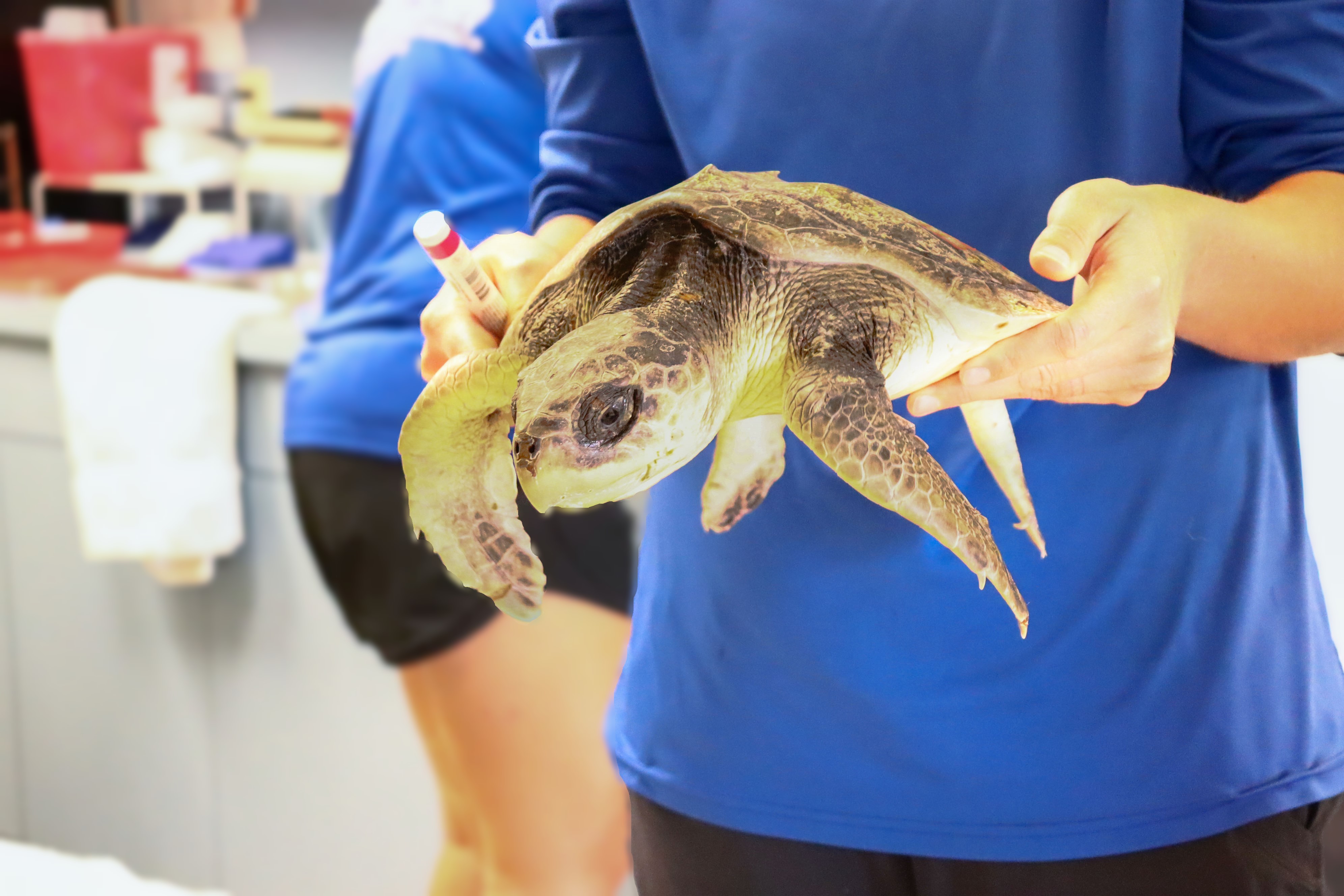 Sea Turtle Conservation Program - The Florida Aquarium
