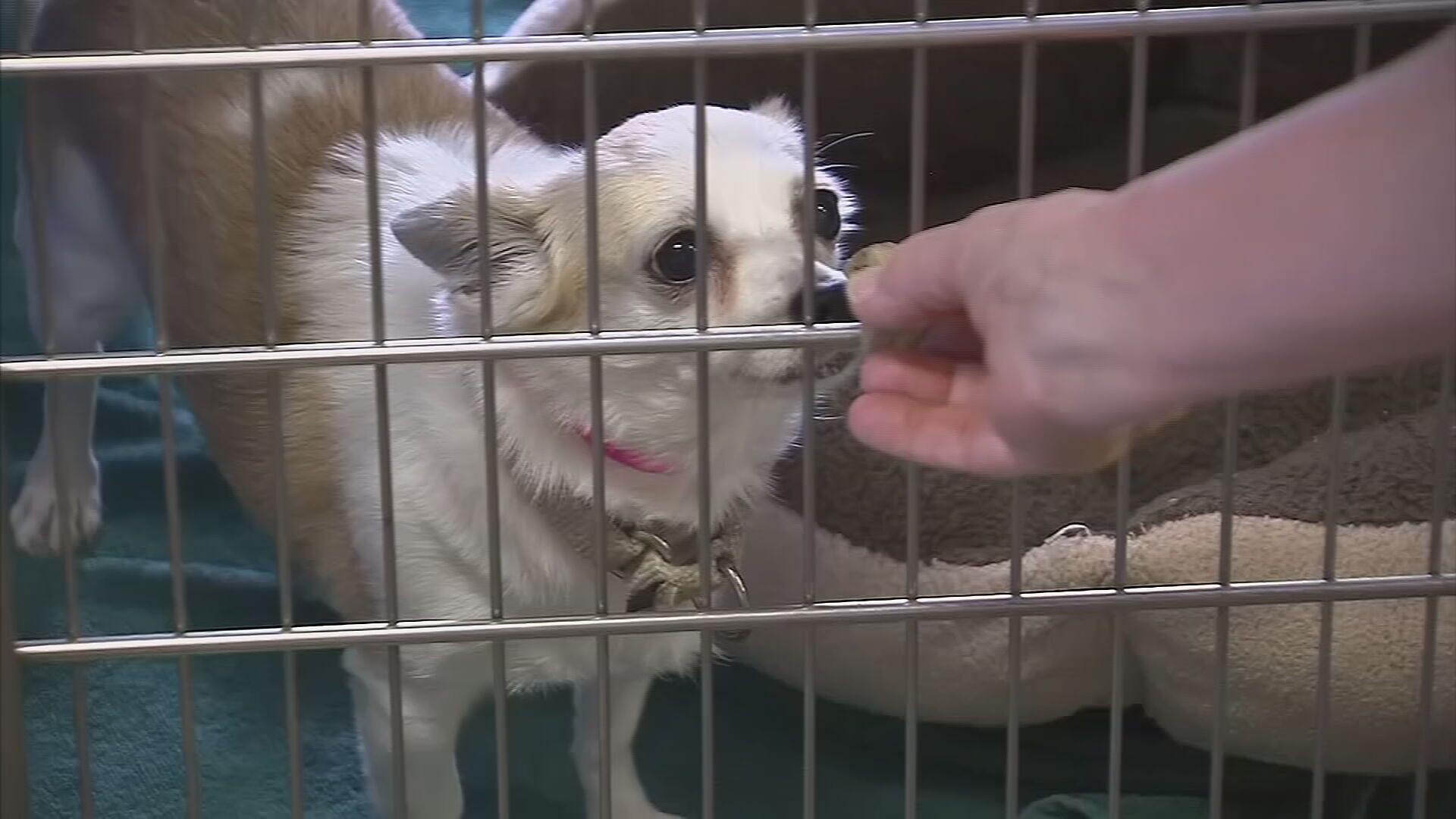 Treadmill Time: Maricopa County Dogs Get Cool Exercise During Hot