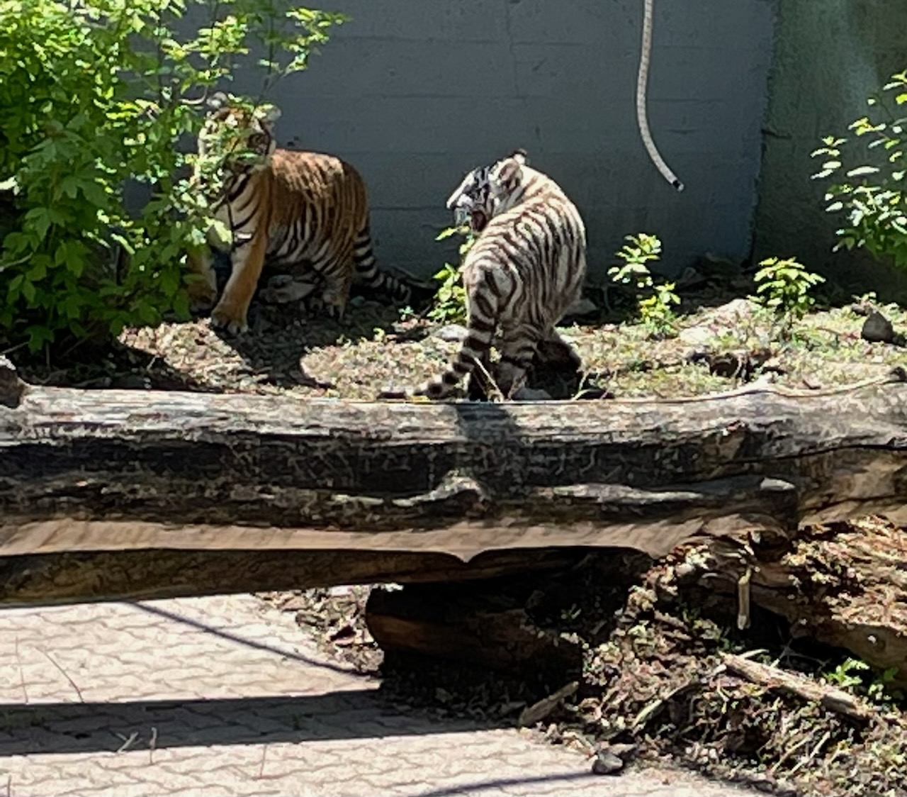 Chahinkapa Zoo welcomes two new tigers
