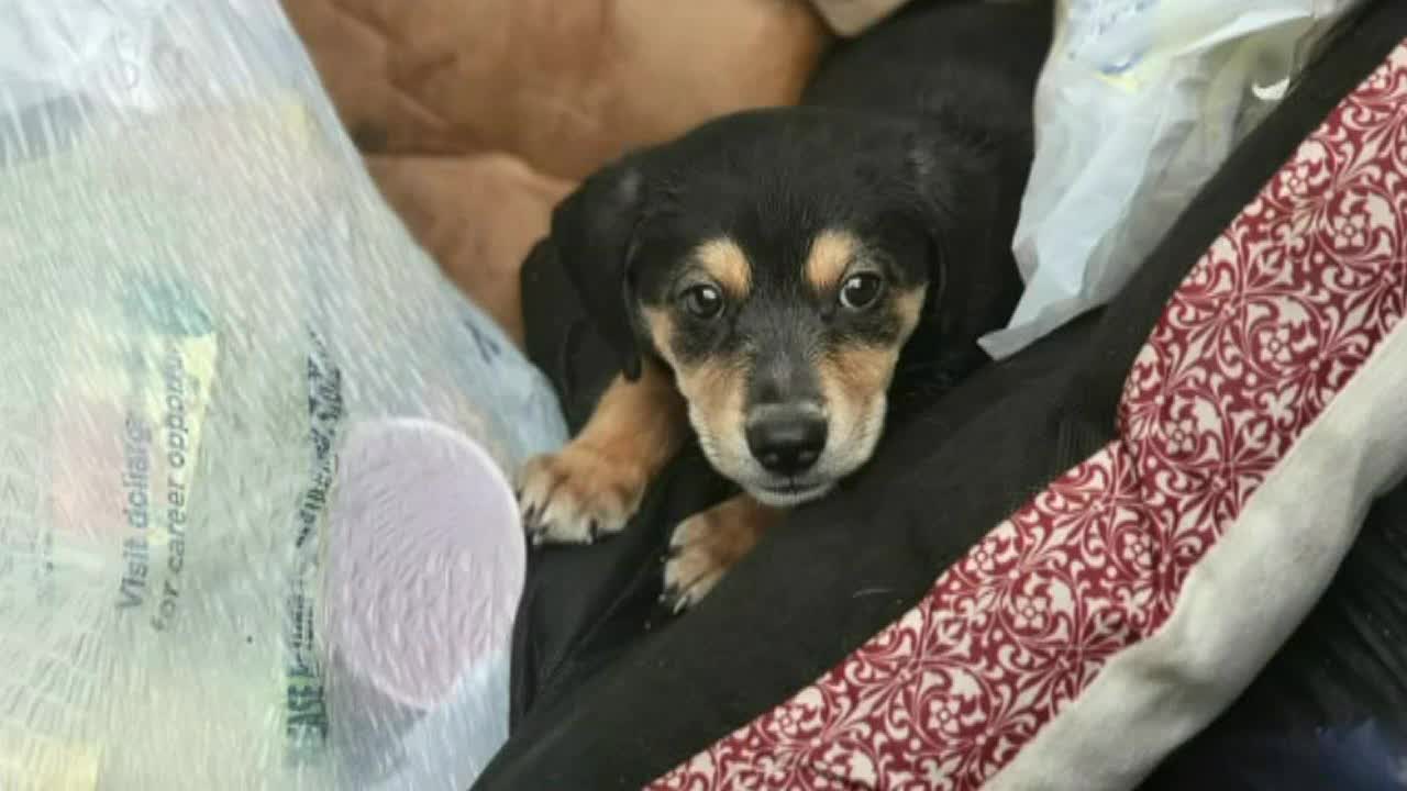 Dog found abandoned in dumpster at park finds forever home