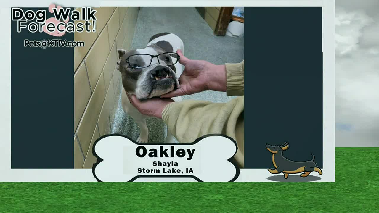 Dog Walk Forecast: Oakley