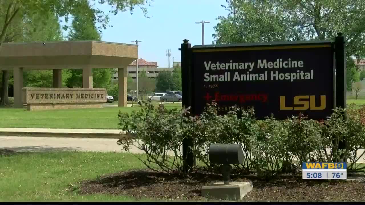 LSU Veterinary School steps up to create COVID-19 tests