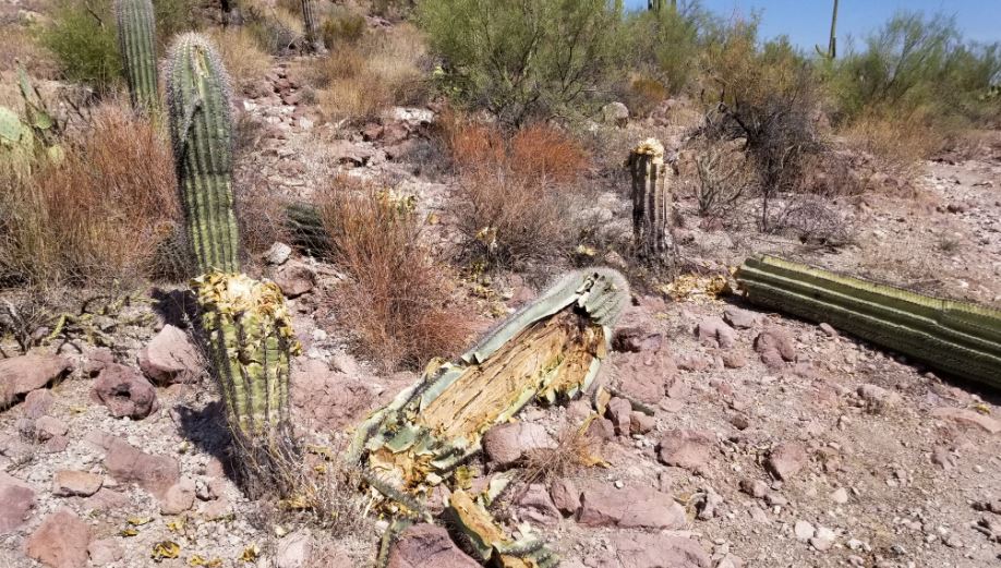 Saying goodbye to the Strong-Arm Saguaro — Town of Marana