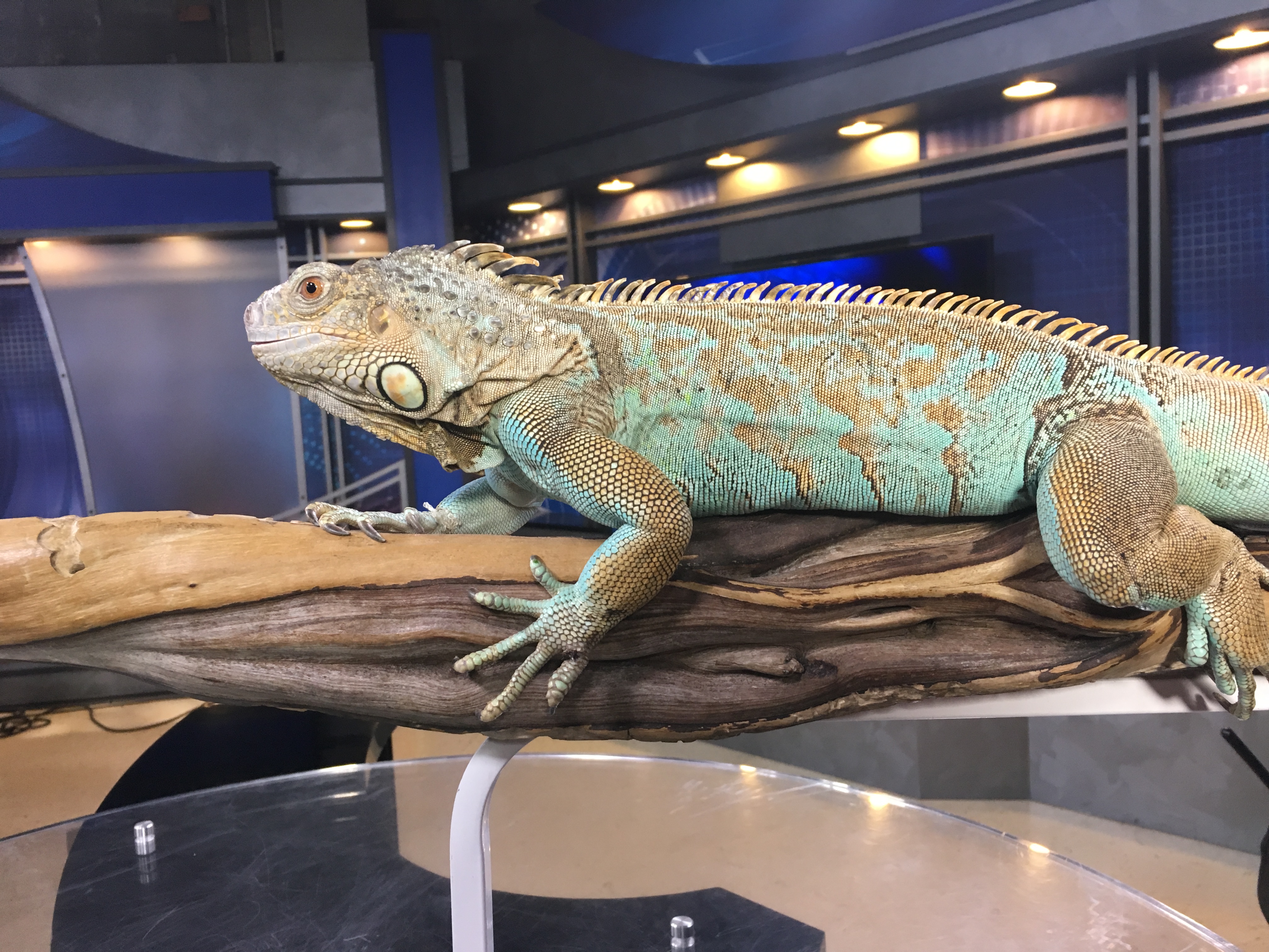専用　iguanagreen様 ZooBuddies: Green iguana