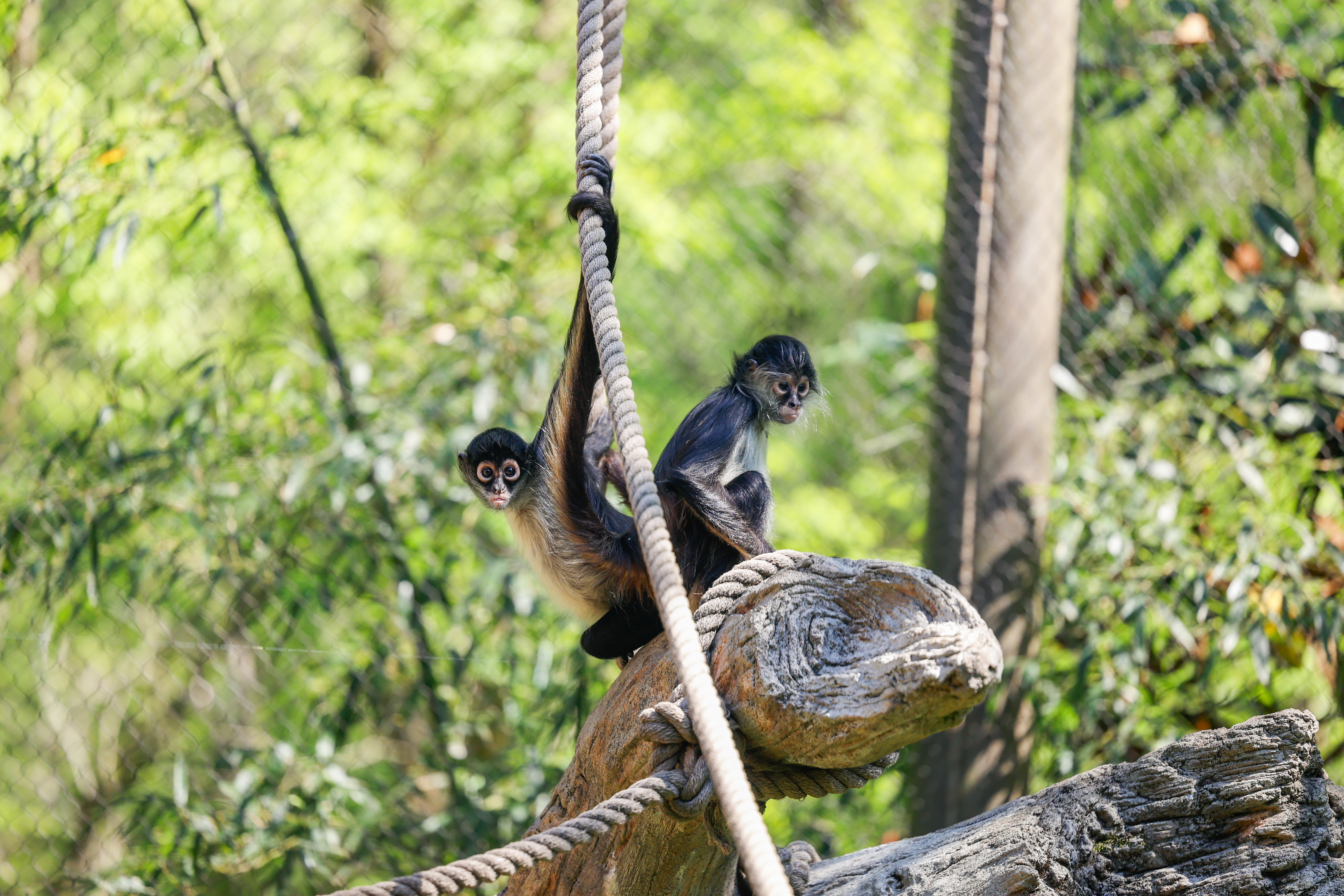 Spider monkeys rescued from illegal pet trade find new home at Nashville Zoo