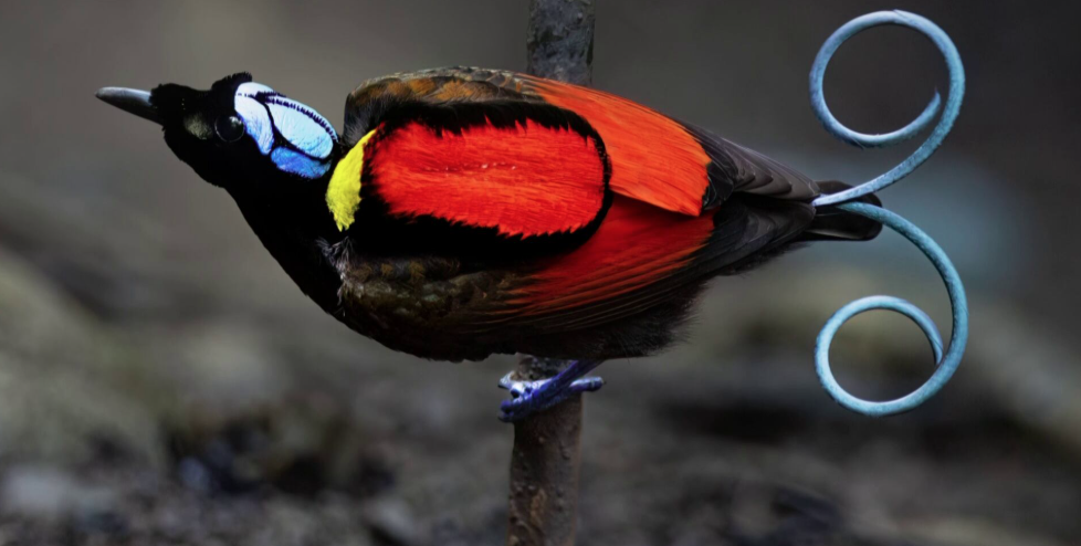 Birds-of-paradise are more colorful than you might think