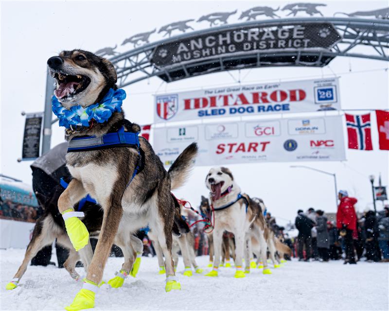That was my last resort': Iditarod rookie recounts frantic bison encounter on trail
