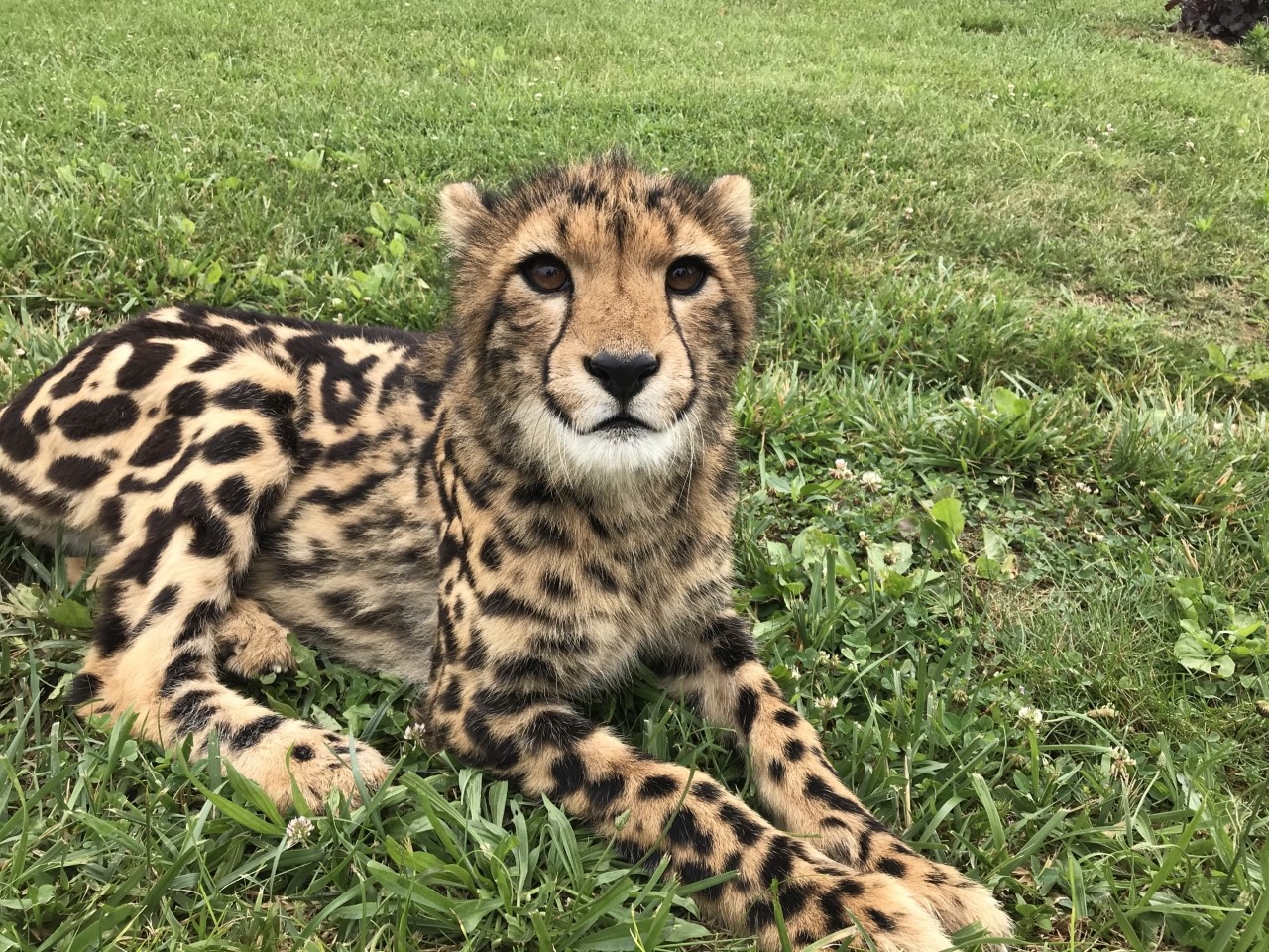 Cheetah cubs make first appearance at Safari Park