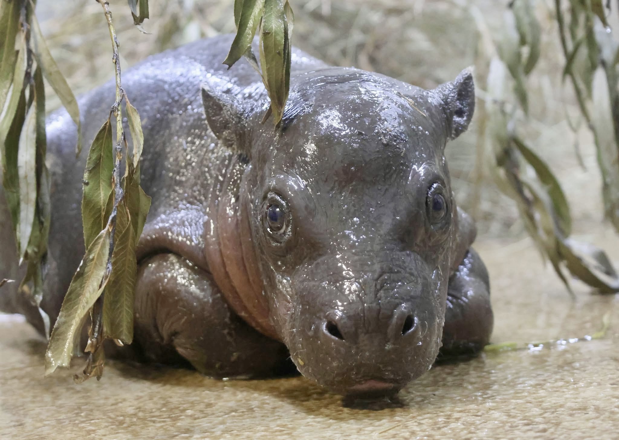 Tanganyika Wildlife Park announces name of new baby hippo